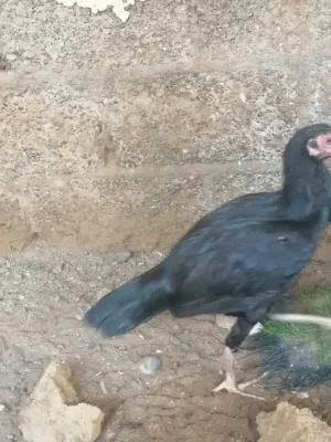 دجاج باكستاني للبيع كميه محدوده
