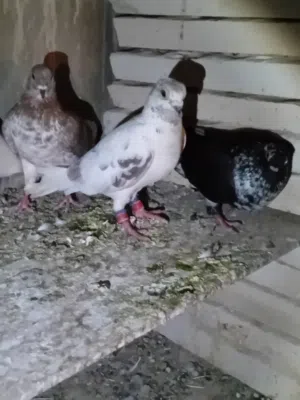 15 طير كوم  ب 2