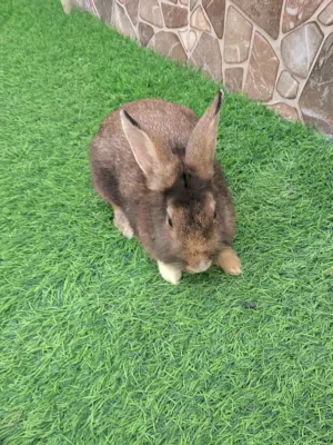 أرنب هولندي للبيع