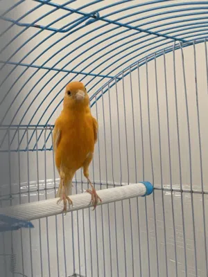 ذكر كنار جزري غامق