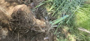 فسايل نخيل اصل  للبيع من الام