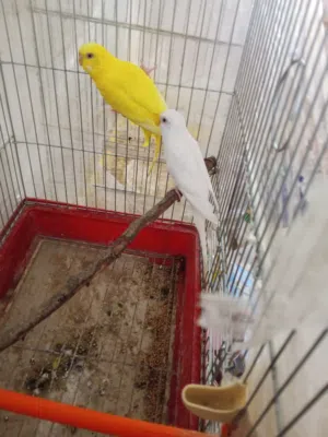 متاح جوز حب نخب اول للمقنوا