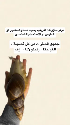 حلزونات افريقية عملاقة للبيع