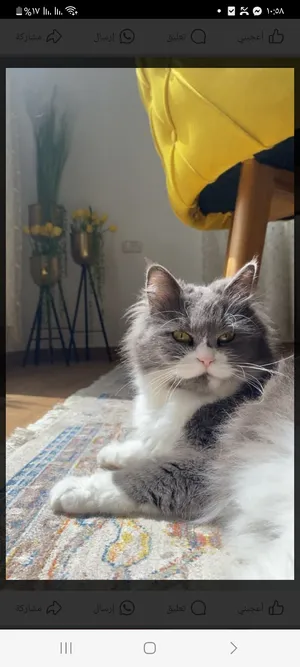 ‏أخرى‏3
