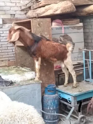 نعجه  للبيع