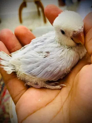 روز للبيع 90 دينار