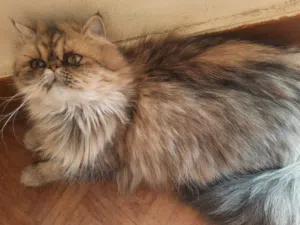 قطه شيرازي لطيفه جدا ومدربه