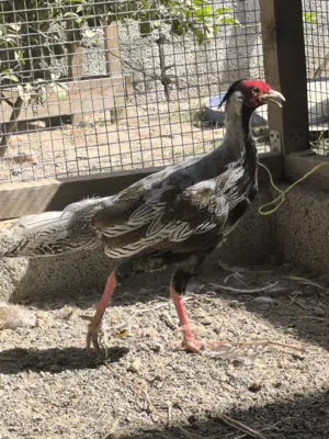 طيور نادرة  الفزن و الدجاج و السمان و الحجل و الببغاوات.  فصائل و أنواع مختلفة و نادرة(قابل للتفاوض)