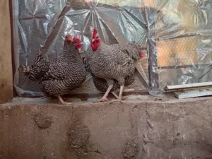 بيض دجاج بلايموث روك الامريكي