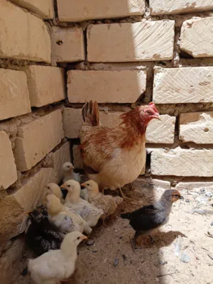 دجاجه عربيه للبيع