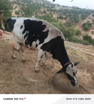 بقره لحم للبيع