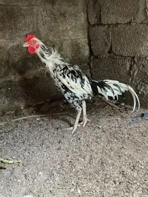 Pakistani Male Hen for sale