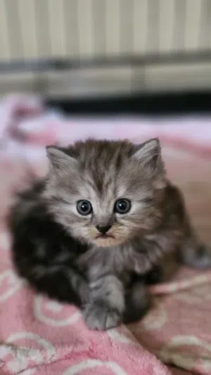 kitten for sale