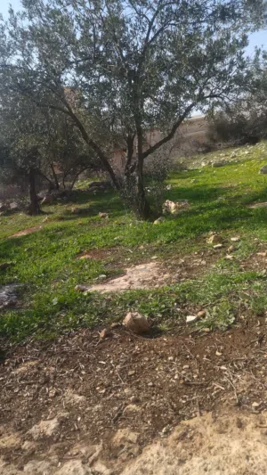 مزرعه للبيع في سيحان مستويه مطله مشجرة زيتون بالكامل بسعرمغري مستويه جميع الخدمات متوفره