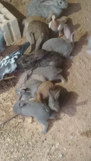 ارانب بلدي