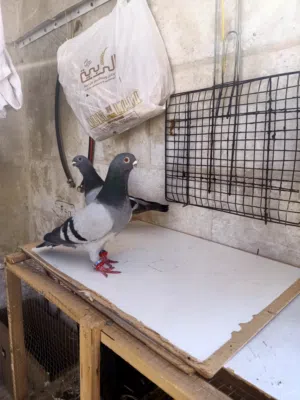 جوز ذباني طيره فيها رده شغالات