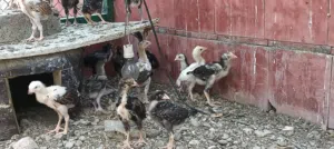 للبيع دجاج باكستاني سندي ميولي