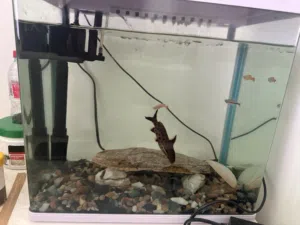 Aquarium size 33x20 with lights and filter, a pair of synodontis petricola fish and three small fish