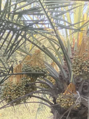 السلام عليكم ورحمة الله وبركاته