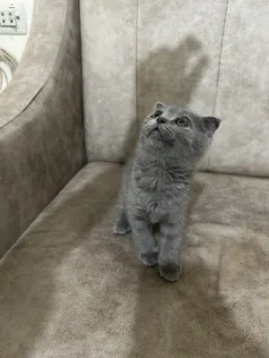 سكوتش فولد شورت
