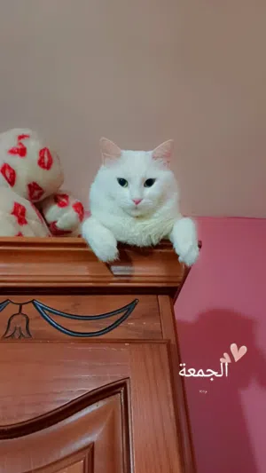 قط ذكر انجورا للتزاوج