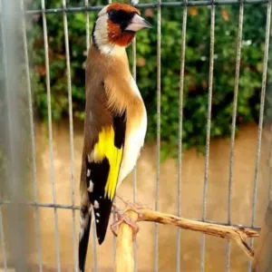 أبو عمر حسون 