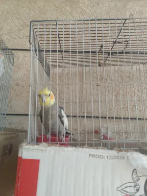 جوز كوكتيل صحه ونضافه ومغنى