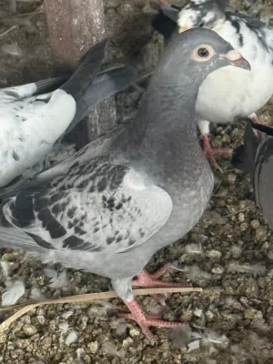 طبات حمام فروخ