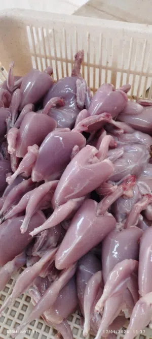 طيور سمان للبيع بسعر مغري