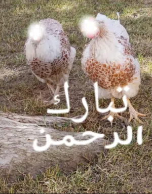 متاح زوز دجاجات ون دوت بركاني