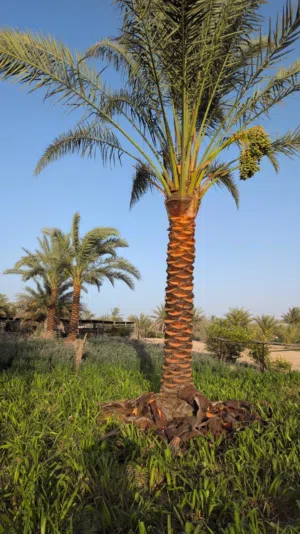 Date palm trees for Sale