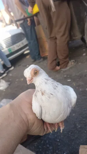 مطلوووب اربشات اللمنيوم