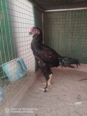 طيور للبيع