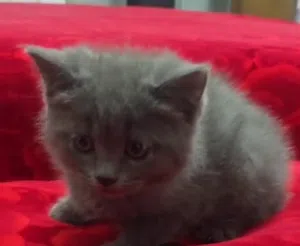 Scottish Straight Kittens