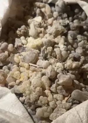 لبان عماني أصلي من حاسك