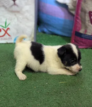 Spitz X jack Russell