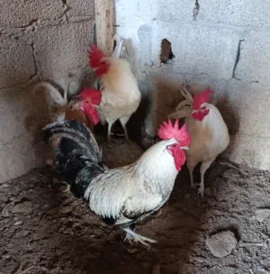 4 ديوك للبيع