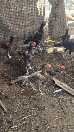 للبيع دجاج باكستانيات