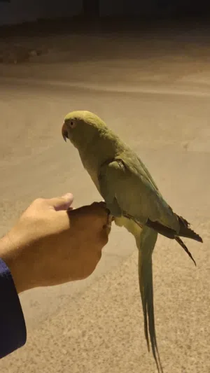 بغبغاء دره هندي