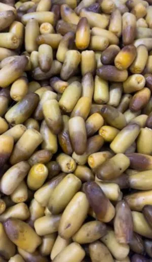 رطب نغال للبيع