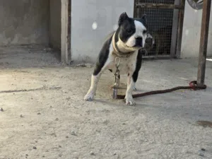 متاح أنثى أمريكان بولي
