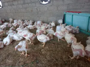 يوجد لدينا دجاج ابيض لاحم الوزن 700- 800 جرام