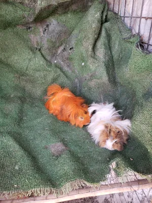 Hamsters0