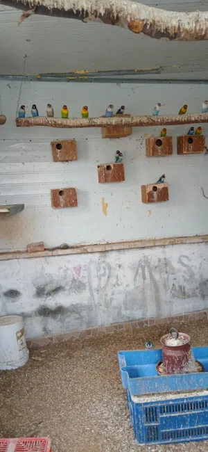 مزرعة عصافير توكي شغالة للبيع