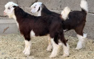 جدي وصخله من حلال الرحوب اصل بيور سمان وكبار ماشاءالله
