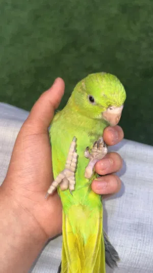 ببغاء دره هدد خارجي و داخلي اليف جداً