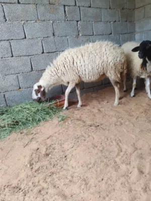 سلام عليكم موجوده زوز نعاج ربي يبارك