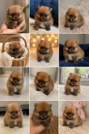 pomeranian t_cup