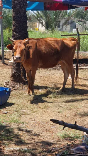 بقره جيرسيه للبيع