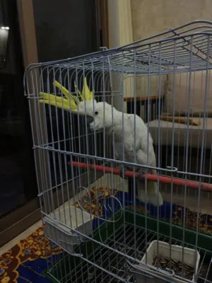 ببغاء كوكاتو